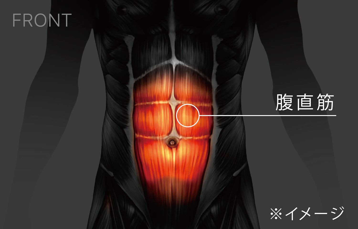 Powersuit Core Beltを活用したEMSトレーニングでは、腹直筋、腹斜筋、広背筋（下部）、脊柱起立筋（下部）にアプローチできる