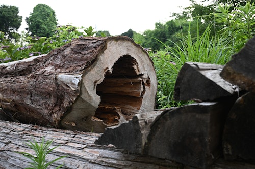 中心が空洞の丸太