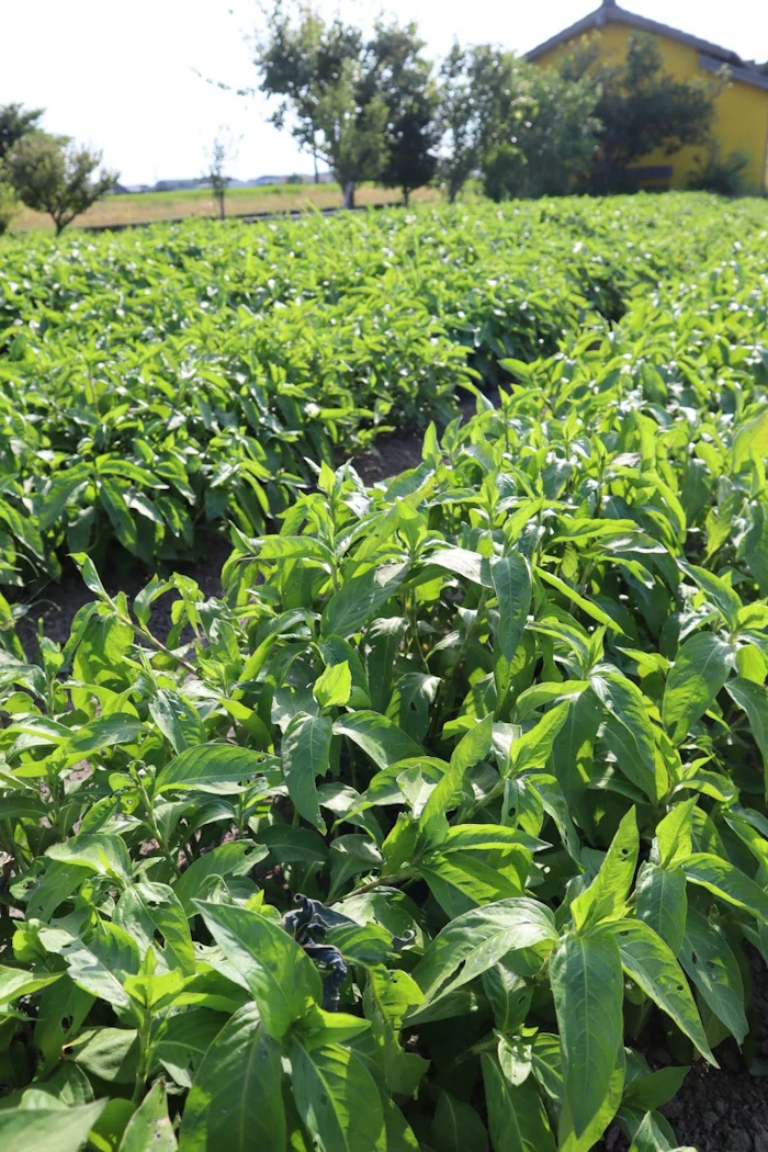 A field of indigo leaves