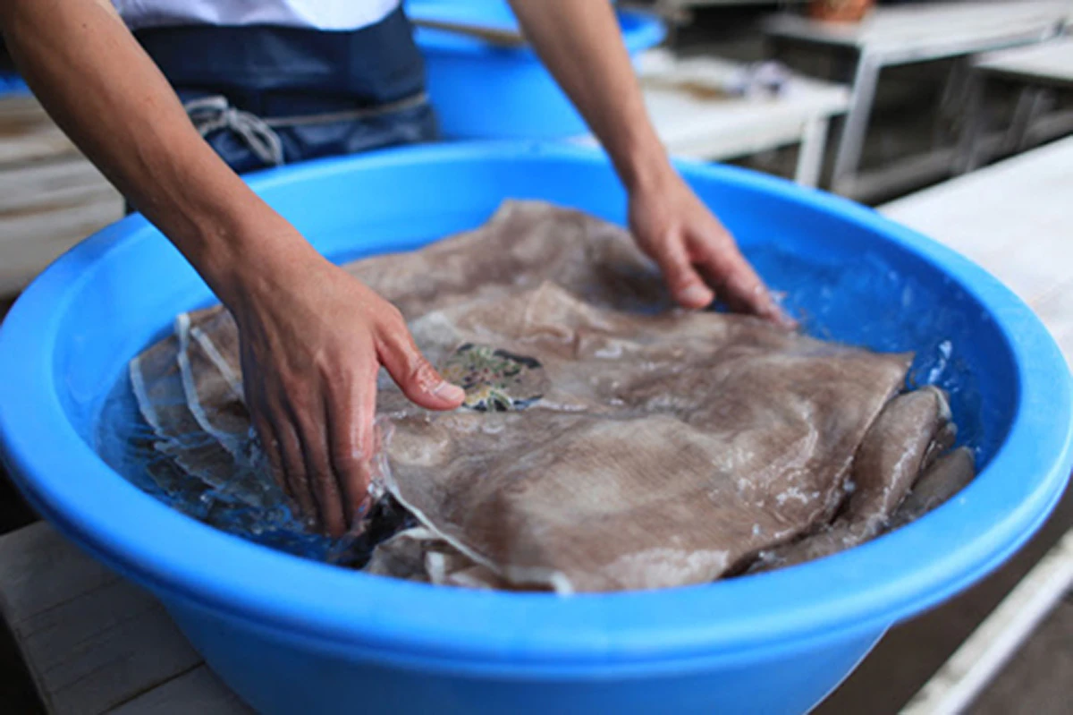 40度前後のぬるま湯で糊を落とす「湯通し」の様子