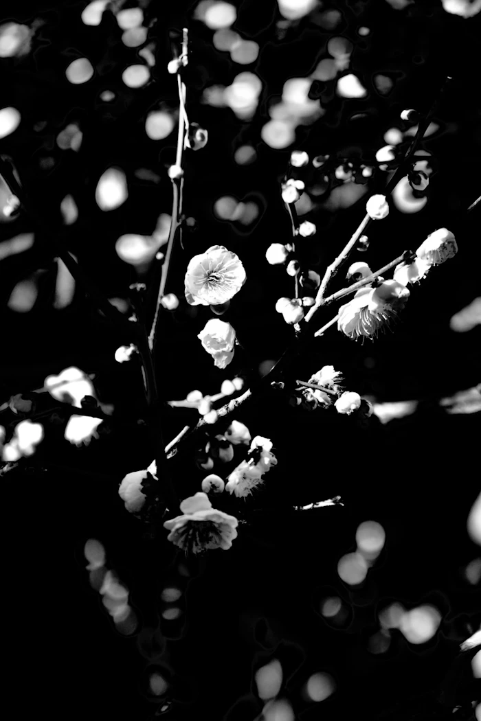 Sensations in Stillness—Encountering Japanese Beauty（Trees De Mits）