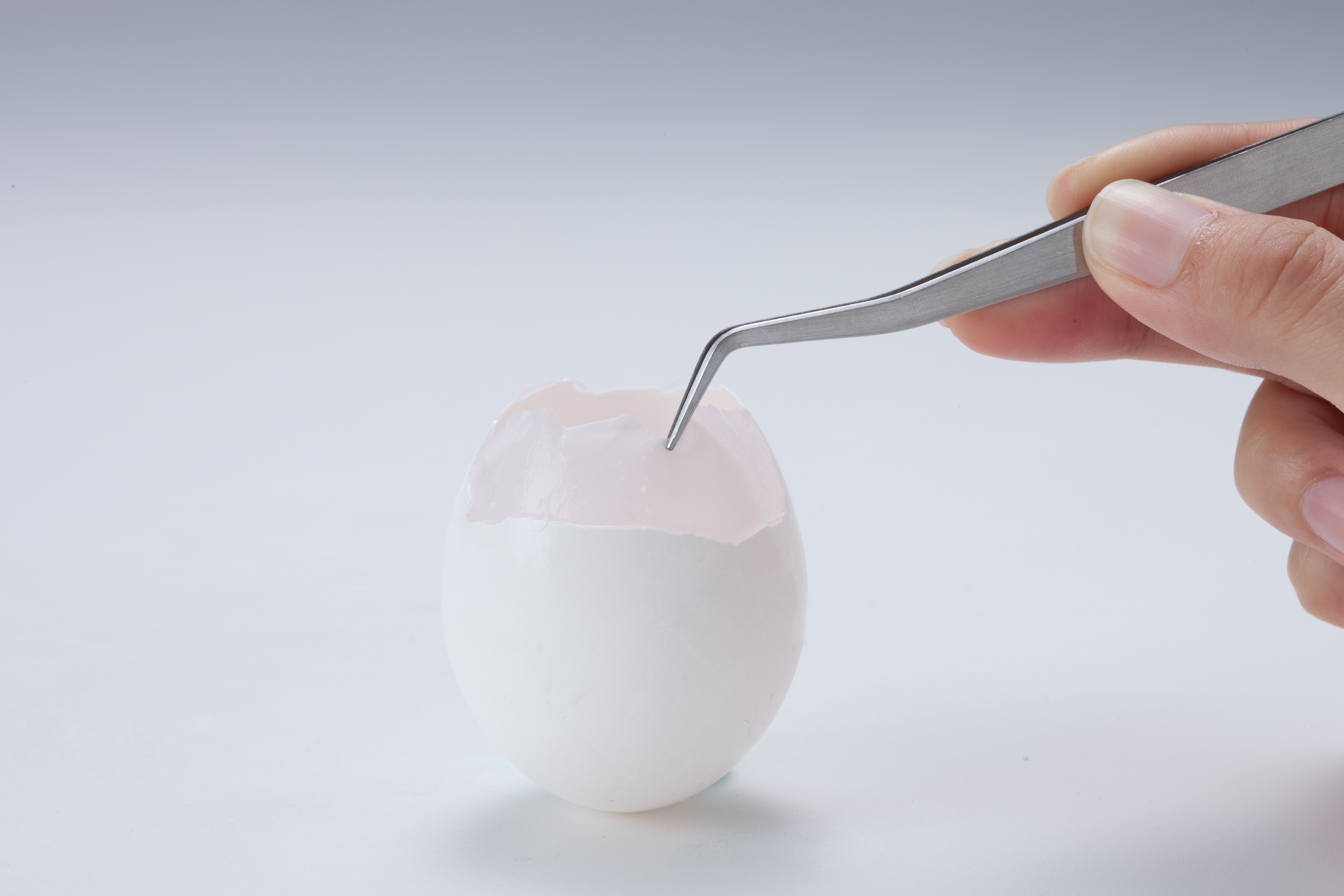 卵殻膜から生まれた滑らかな新繊維「ovoveil」のサステナブルな素材と