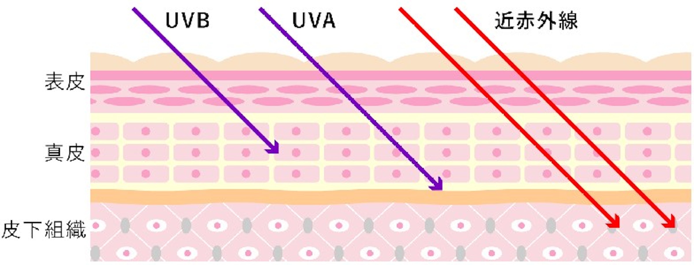 肌の皮下組織にまで届く近赤外線に注目
