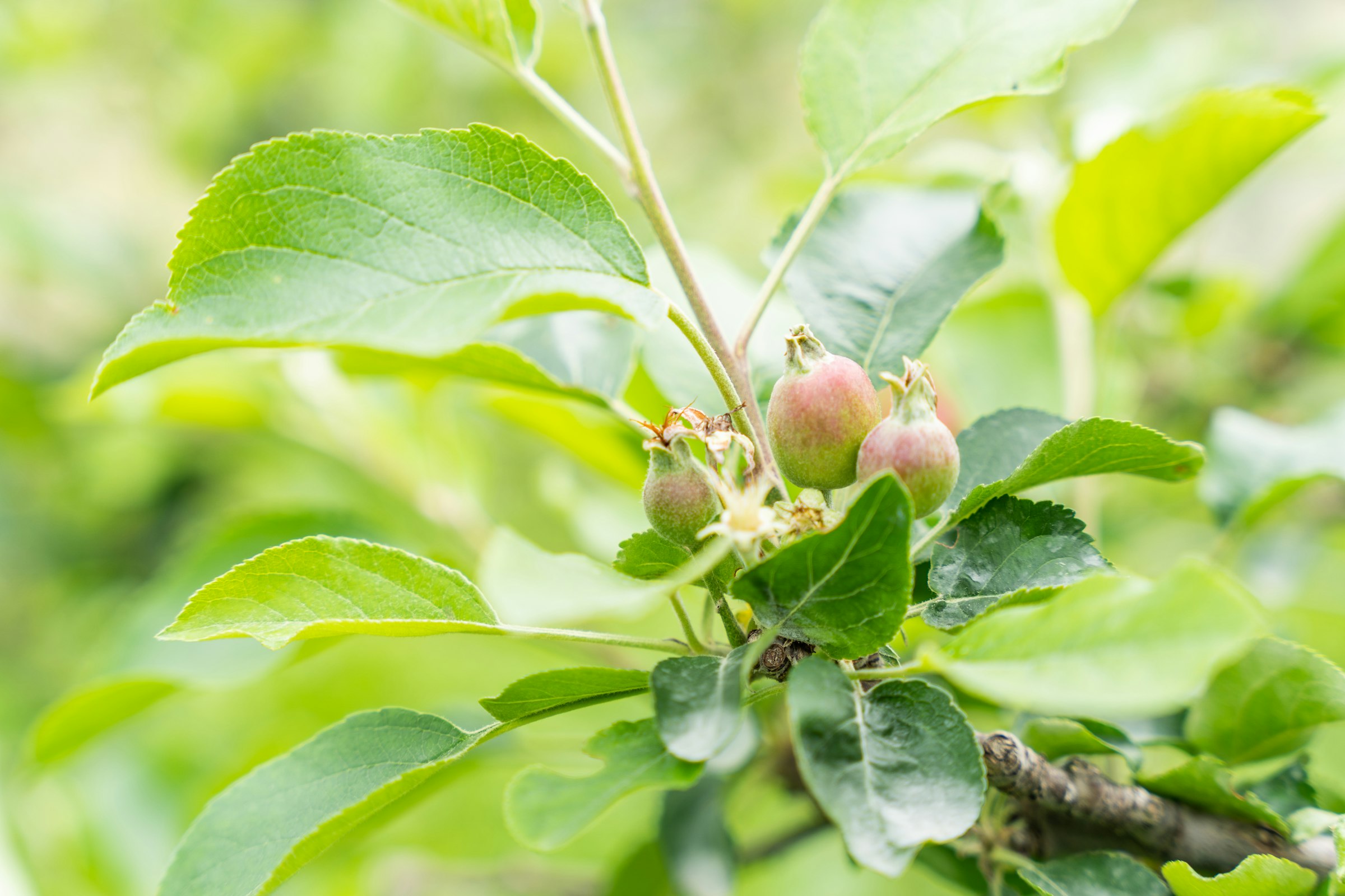 リンゴ［摘果リンゴ由来］