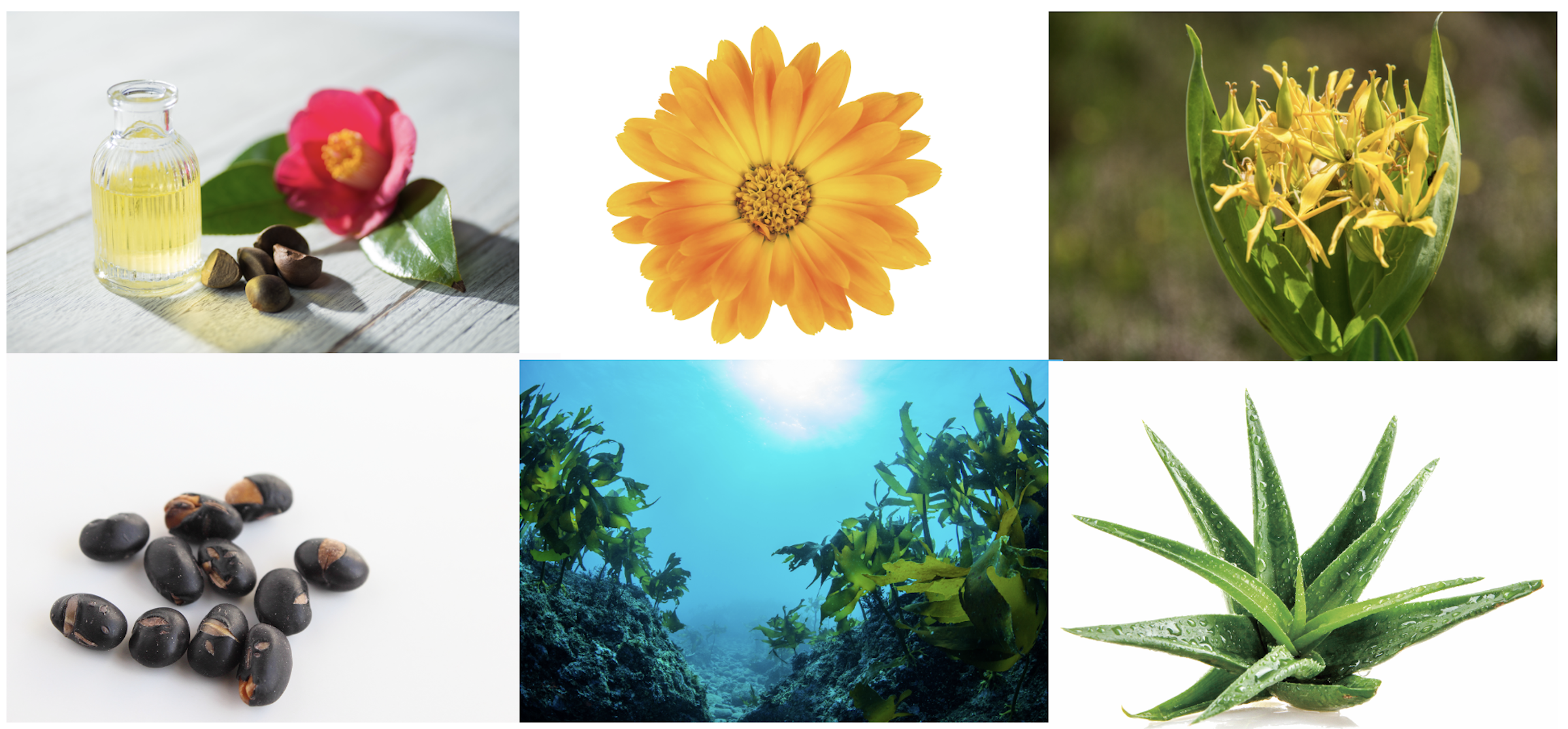 左上から時計回りに、ツバキ油、オーガニックトウキンセンカエキス、ゲンチアナエキス、豆乳発酵液、海藻エキス（1）、オーガニックアロエエキス（２）