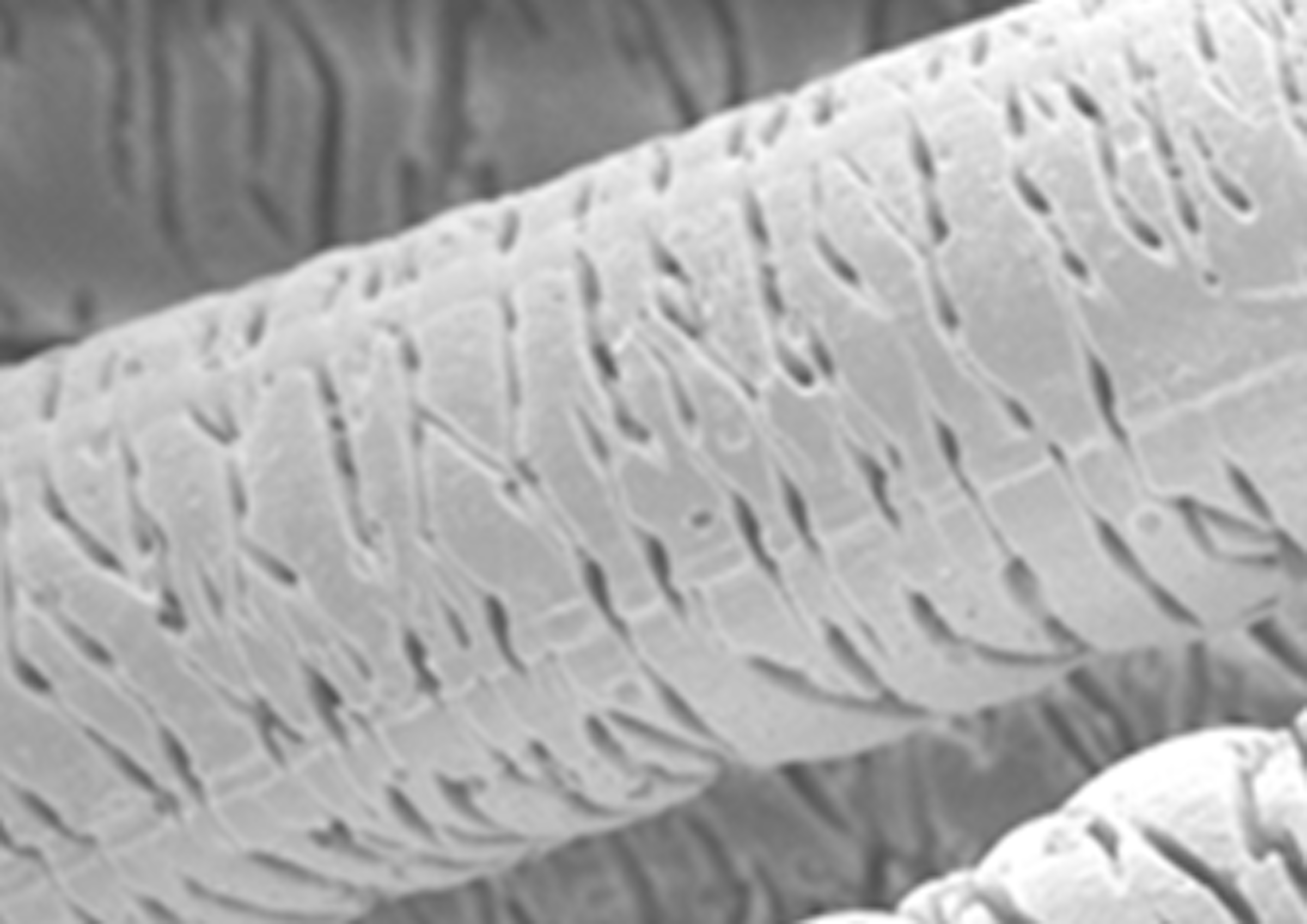 「Qticle™」は、繊維表面に微細な凹凸があるバイオミメティクス（生物模倣）テキスタイル。