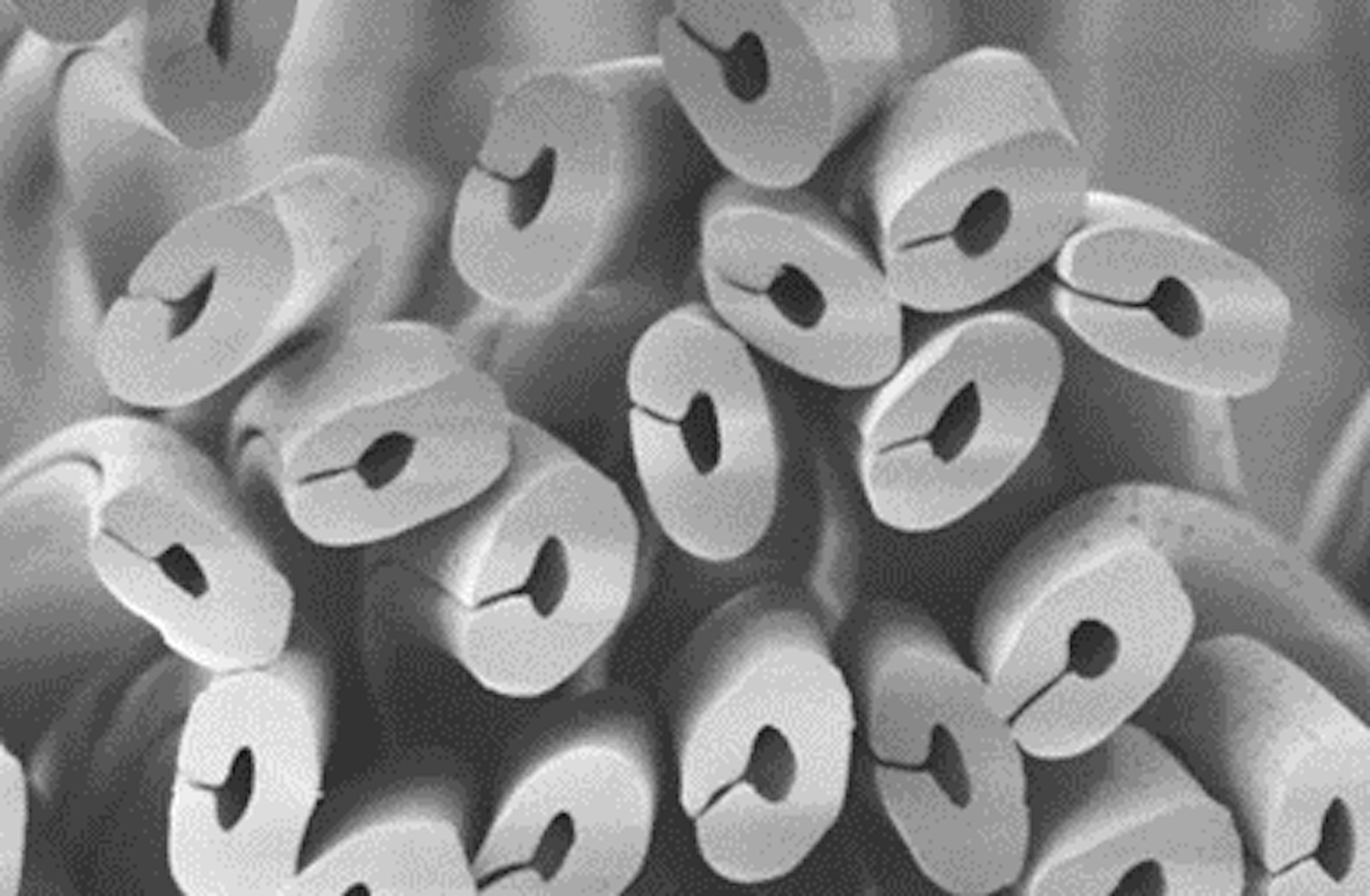 断面が扁平のC型となっているのが特徴の「Camifu™」。一部にリサイクルポリマーを使用し、環境への配慮も怠らない。