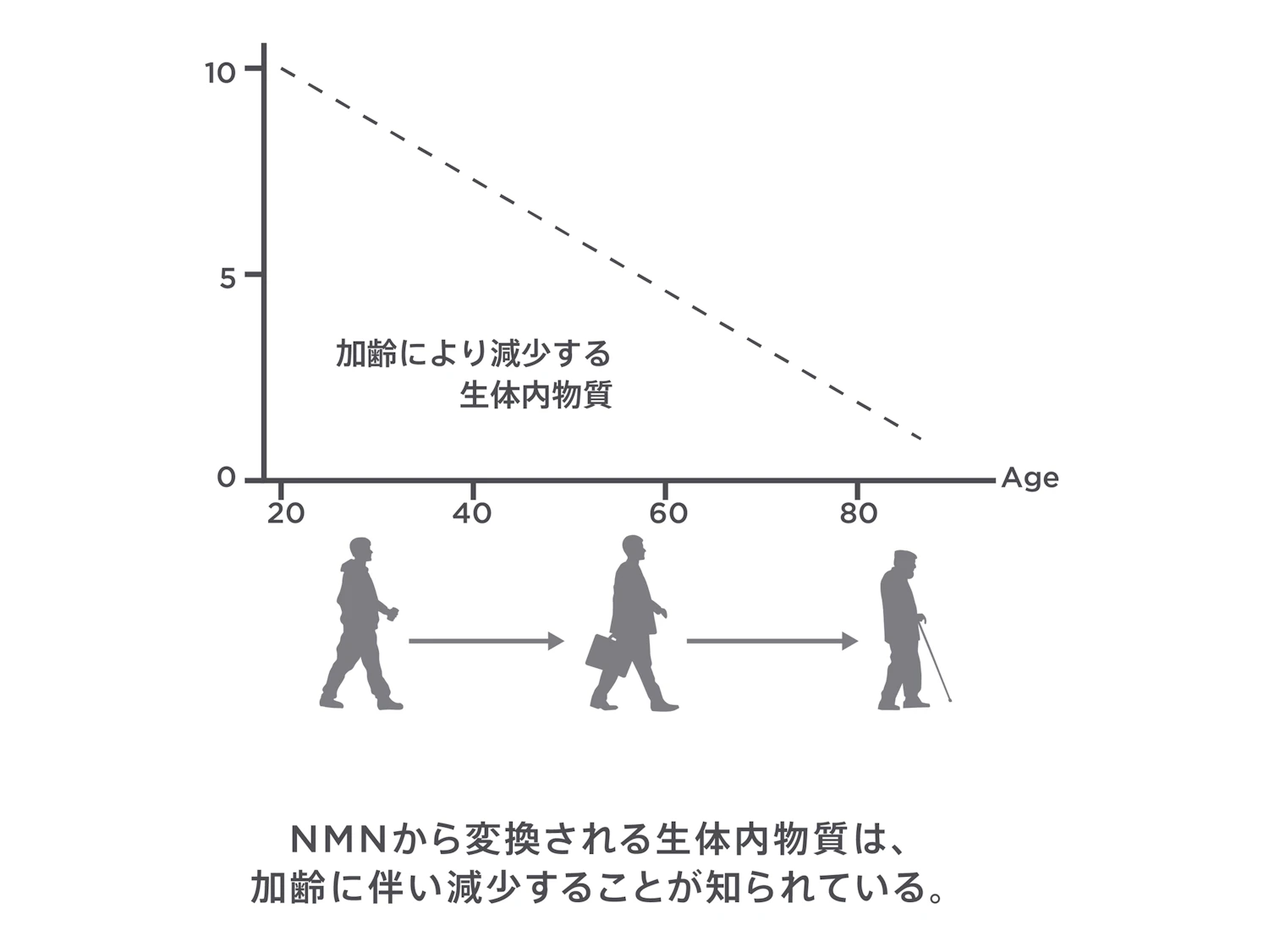 横軸は年齢、縦軸は血中のNADの量を表す。NADは20歳をこえたころから急激に減少していく