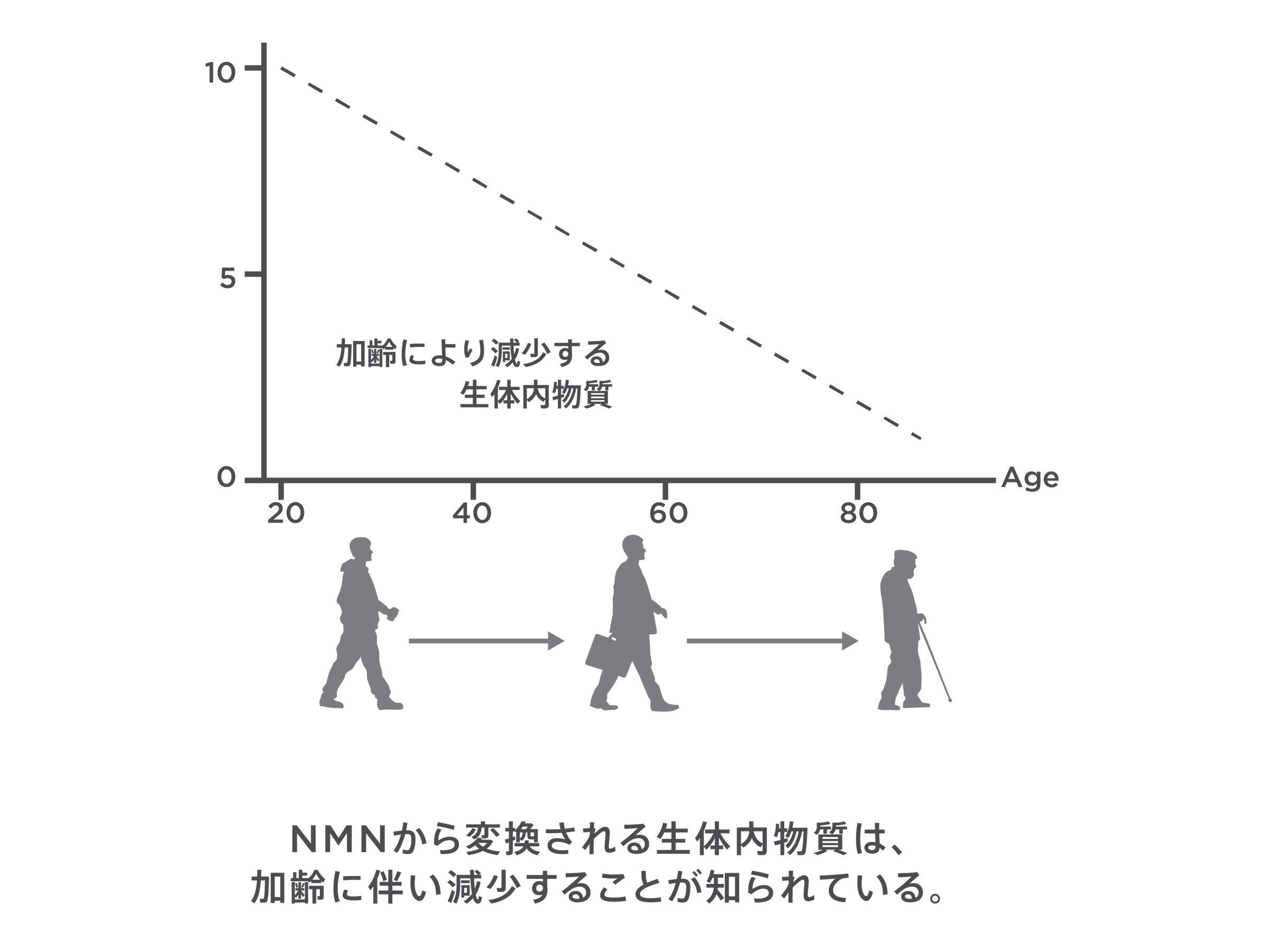 画像: 横軸は年齢、縦軸は血中のNADの量を表す。NADは20歳をこえたころから急激に減少していく