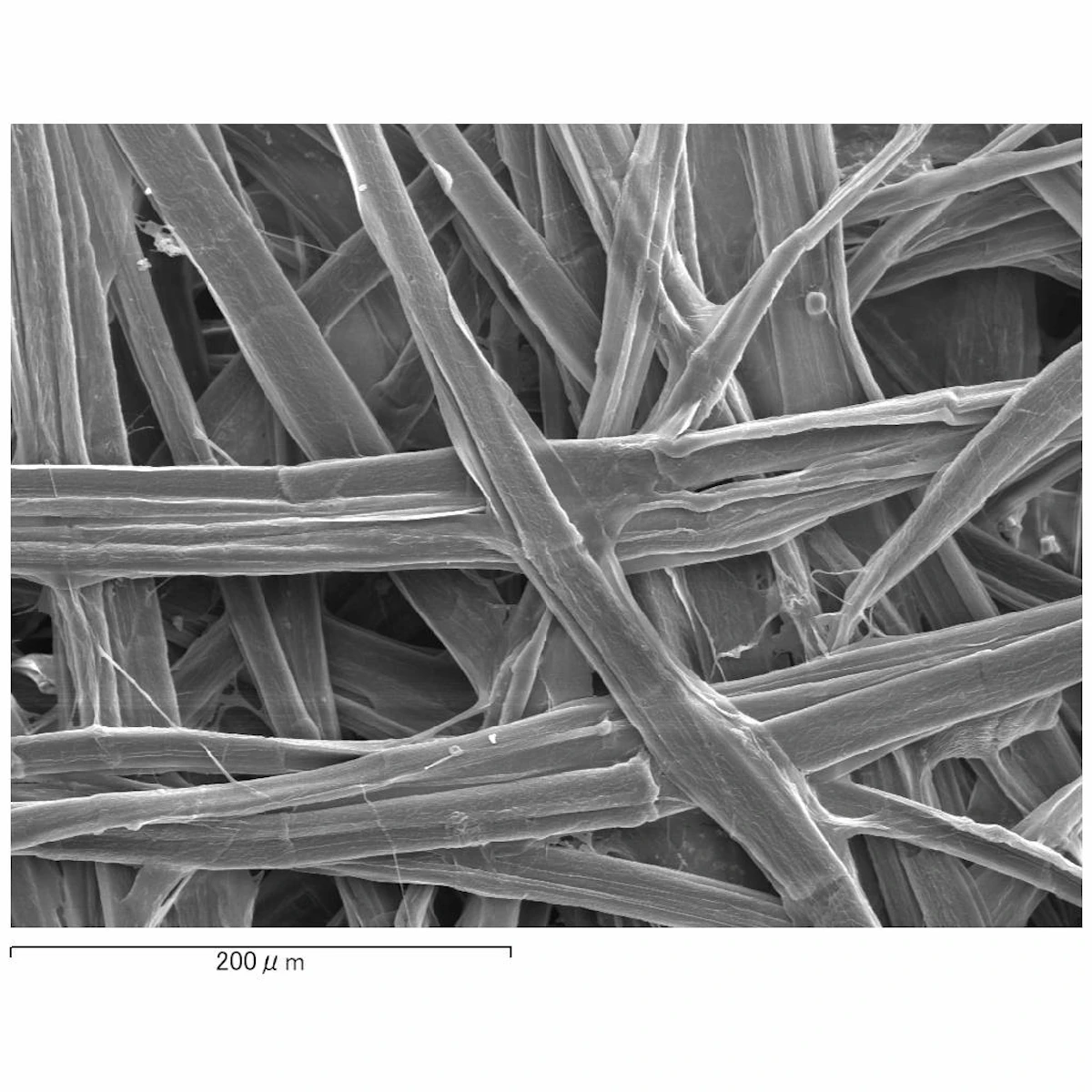 楮紙の表面の電子顕微鏡写真（SEM photo: M. Inaba）（画像提供：稲葉政満先生）