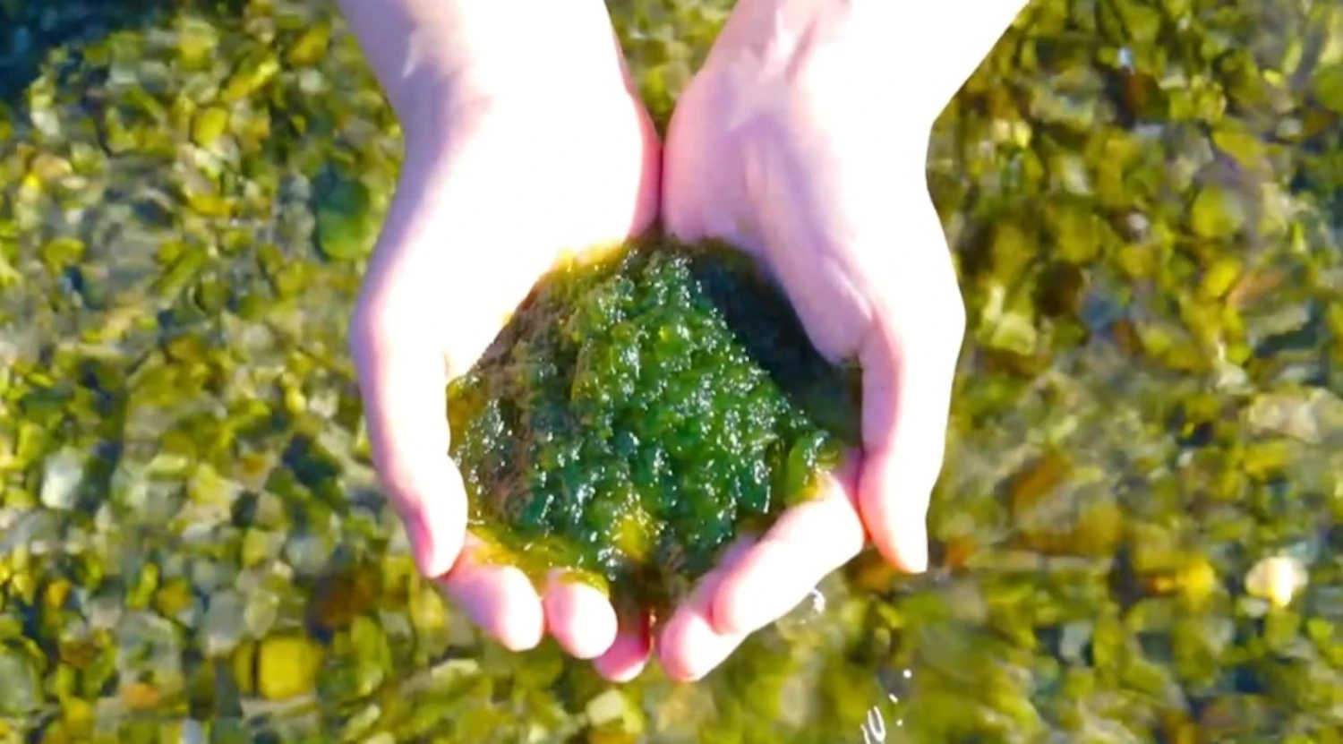 Suizenji Nori was presented to the Shogunate as a luxury food item during the Edo period