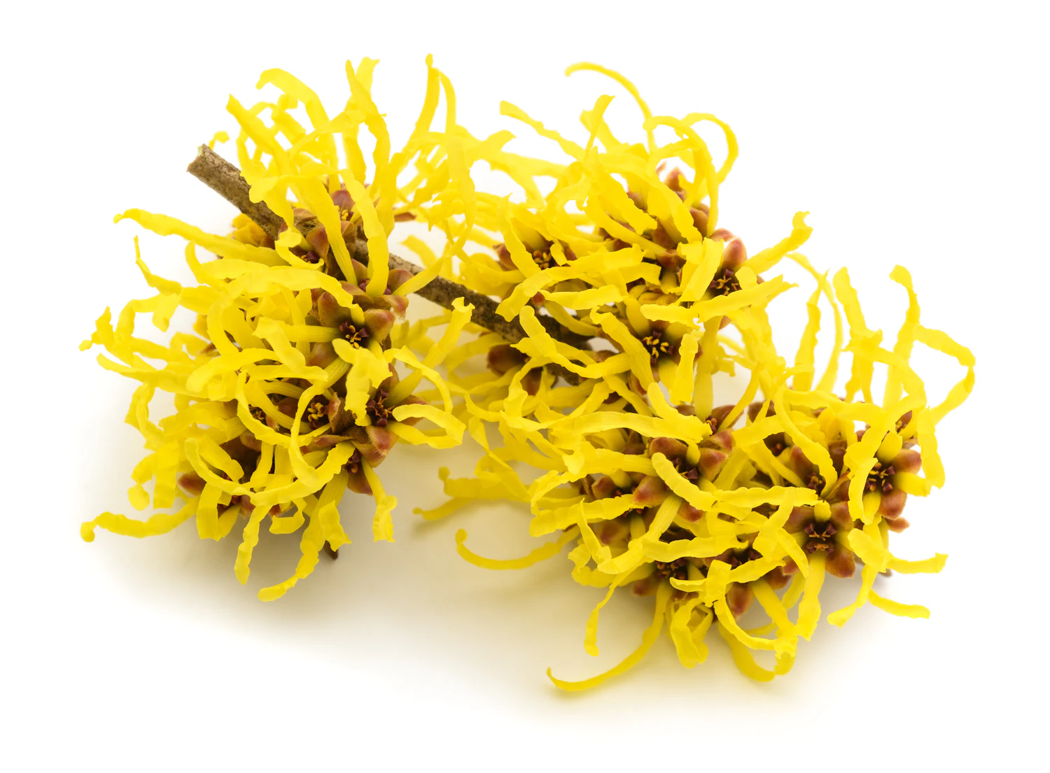 Hamamelis is a plant long used in traditional remedies