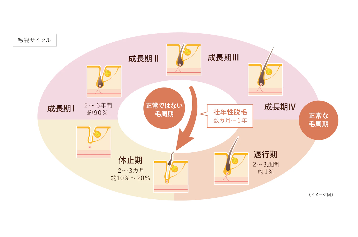 毛髪サイクル