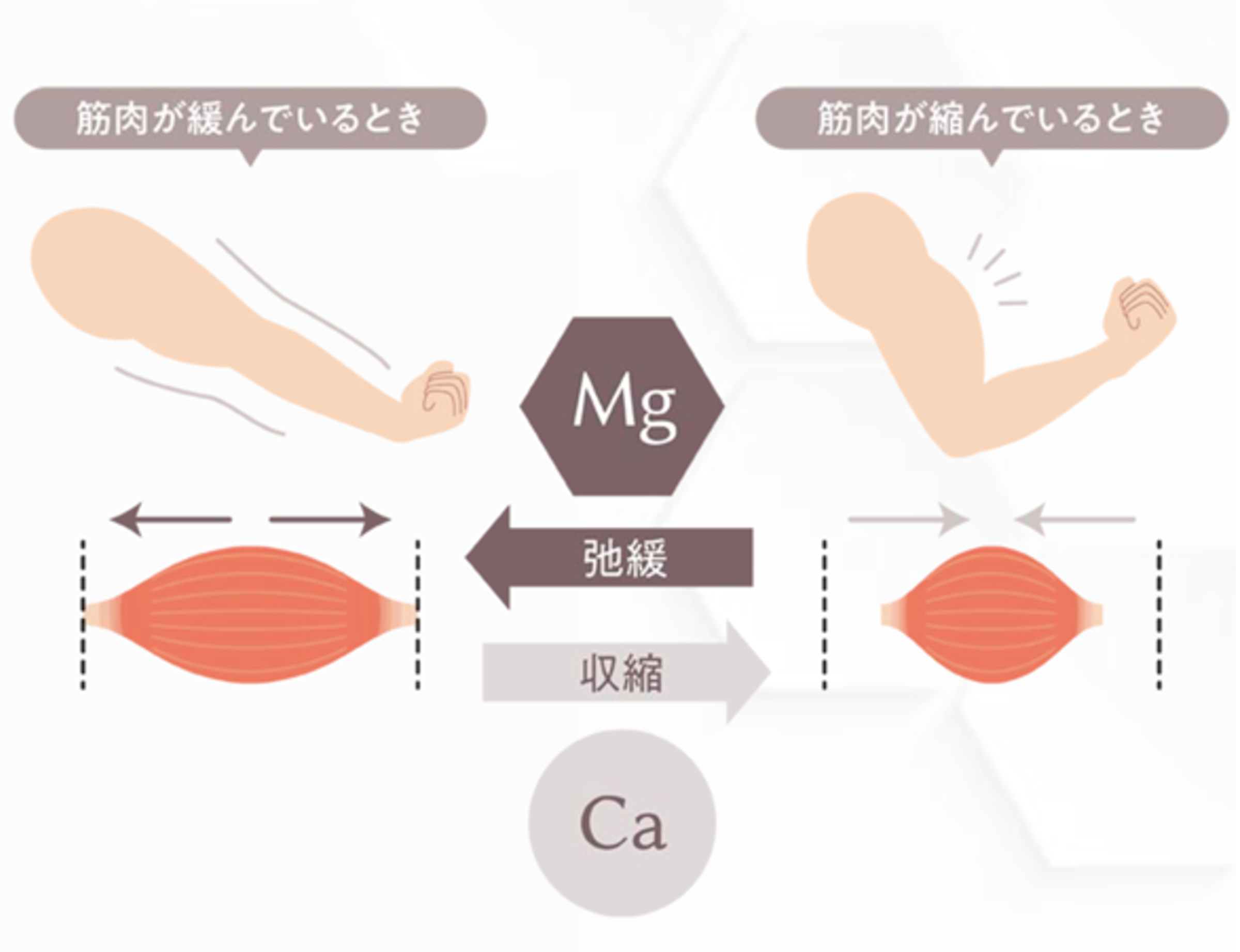出典：de Baaij, J. H., Hoenderop, J. G., & Bindels, R. J. (2015). Magnesium in man: implications for health and disease. Physiological reviews, 95(1), 1-46. 