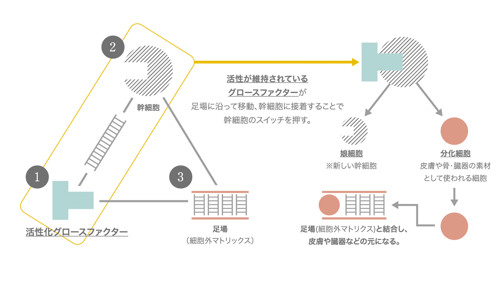 NMN、CBD、ヒト幹細胞、コラーゲン etc. 豪華すぎる「頭皮のための美容