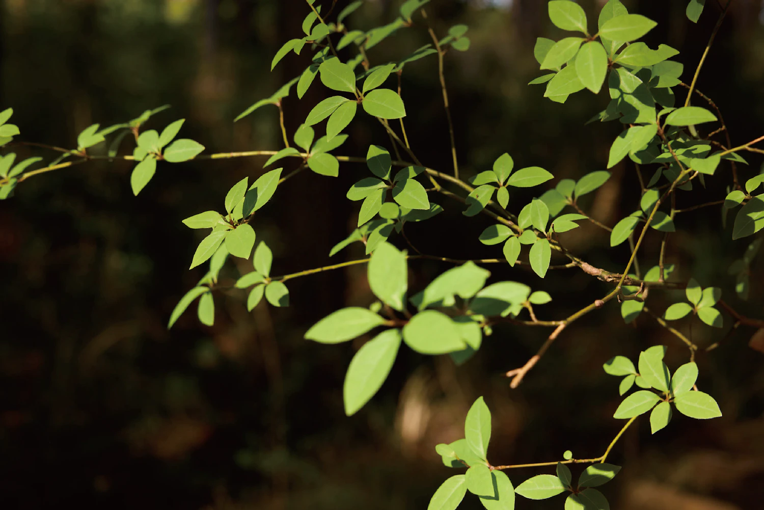 Kuromoji grows naturally in lowlands and mountain forests