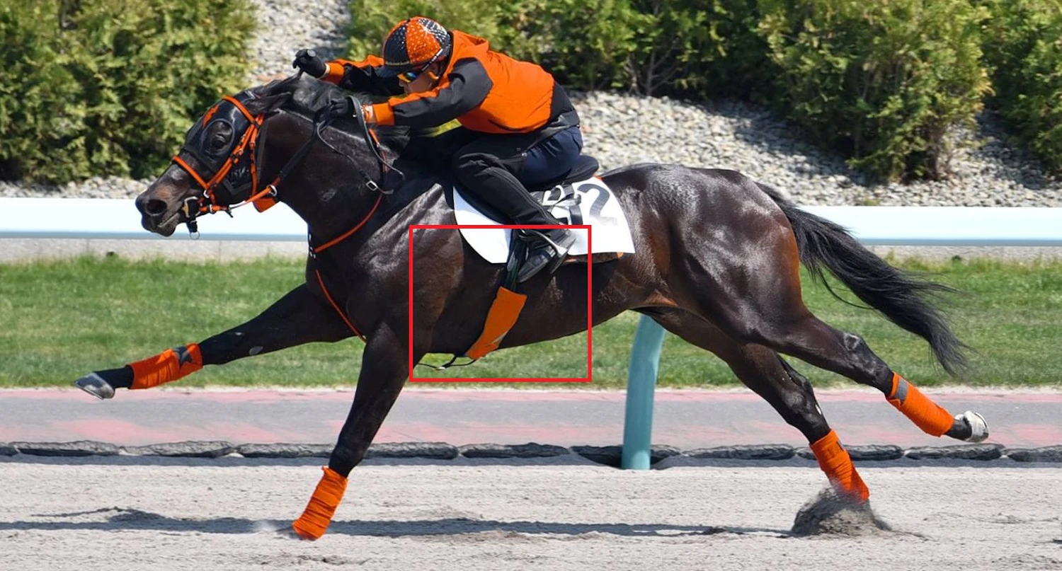 「Horsecall™」の心拍数計測用腹帯カバーを装着した競走馬