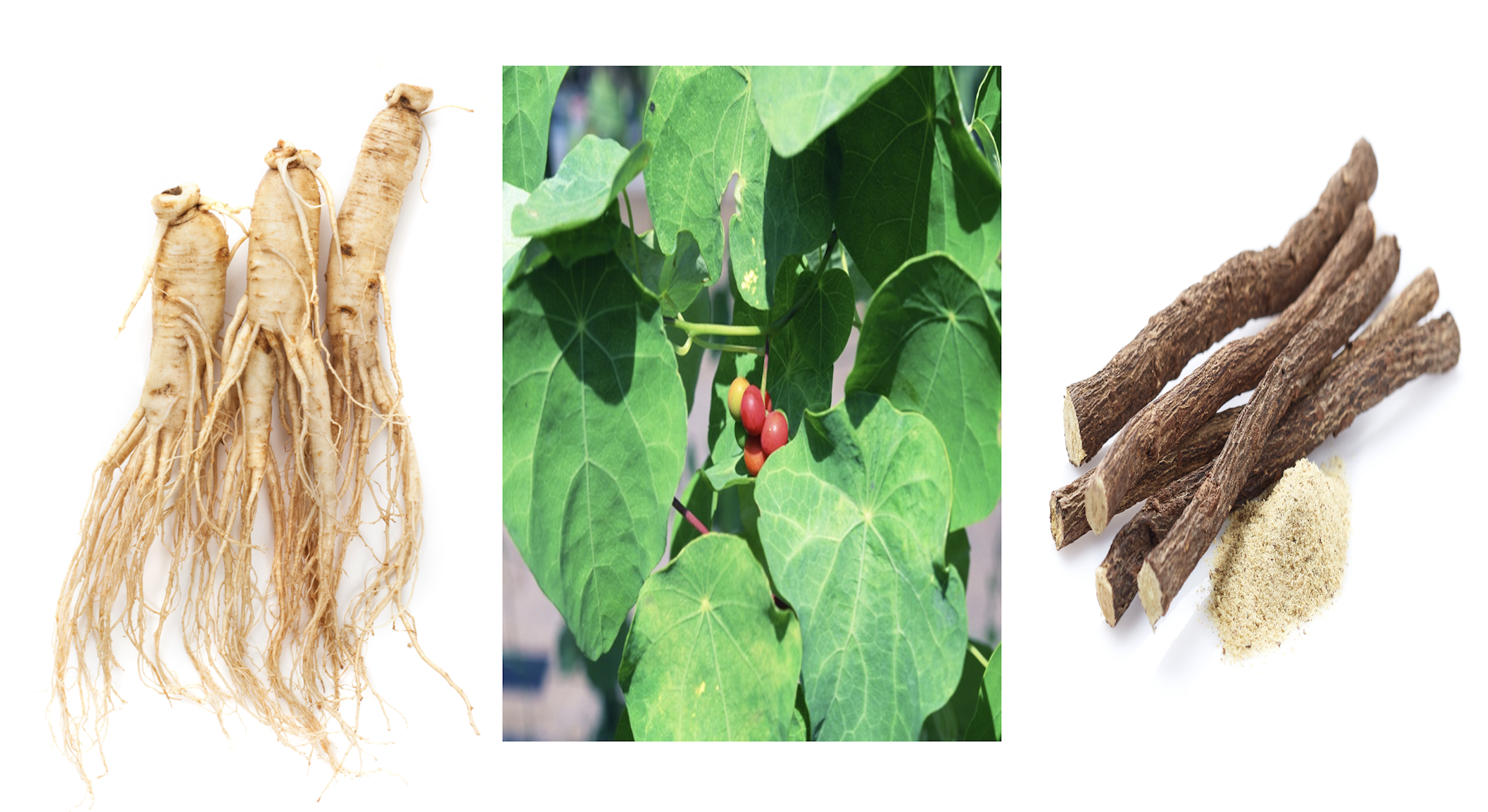 左からニンジン抽出液［オタネニンジン由来］、タマサキツヅラフジアルカロイド［タマサキツヅラフジ由来］、グリチルリチン酸ジカリウム［カンゾウ由来］