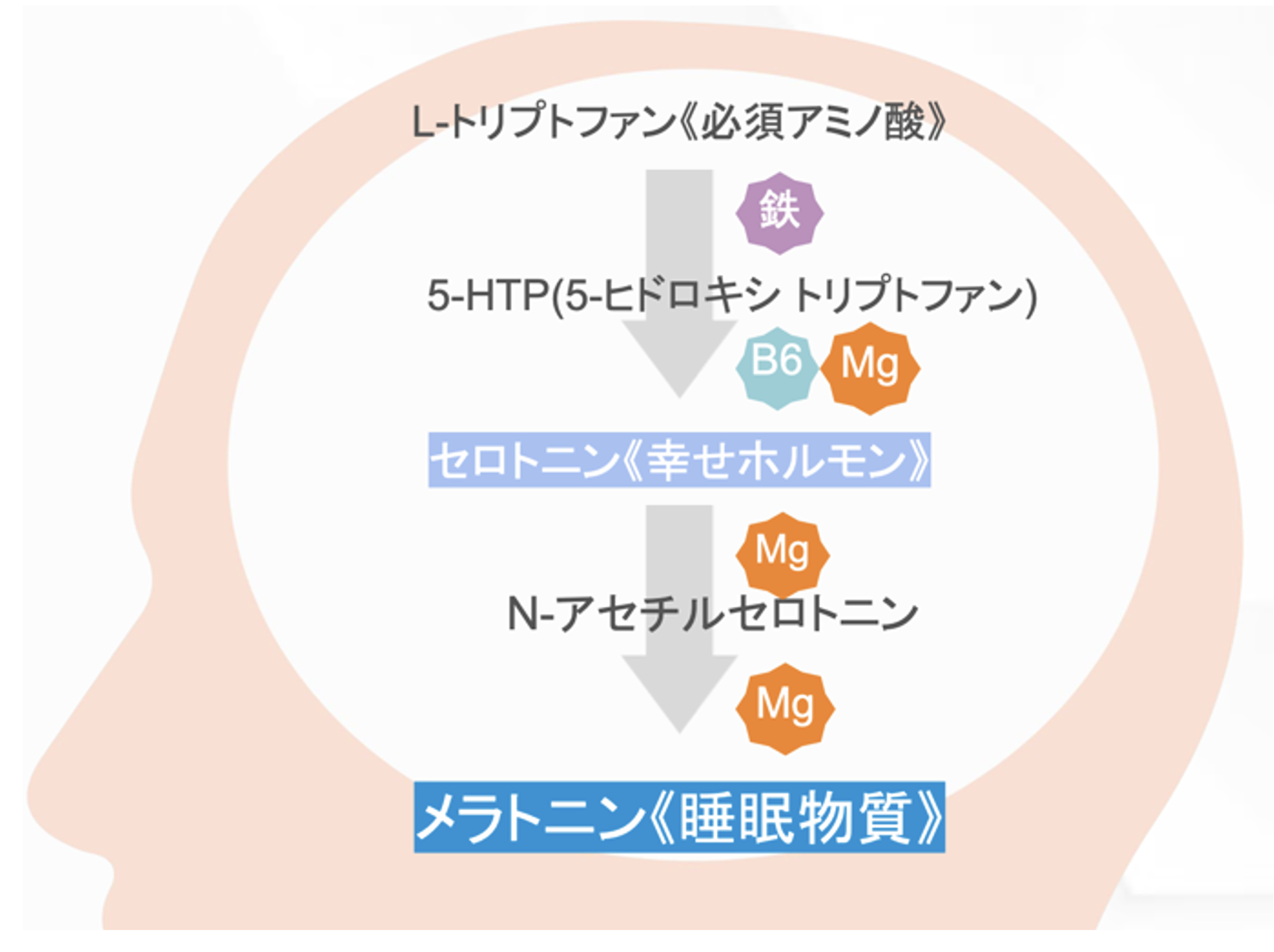 出典：Cano Barquilla, P., Pagano, E. S., Jiménez-Ortega, V., Fernández-Mateos, M. P., Esquifino, A. I., & Cardinali, D. P. Abbasi, B., Kimiagar, M., Sadeghniiat, K., Shirazi, M. M., Hedayati, M., & Rashidkhani, B. (2012). The effect of magnesium supplementation on primary insomnia in elderly: A double-blind placebo-controlled clinical trial. Journal of research in medical sciences: the official journal of Isfahan University of Medical Sciences, 17(12), 1161.