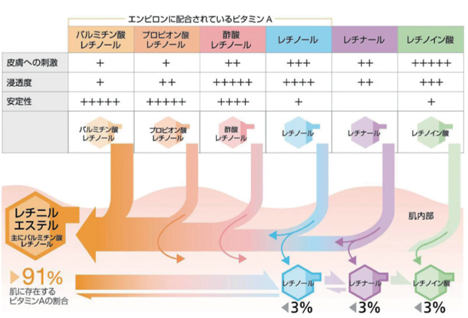 ビタミンAの約91％がレチニルエステルとして貯蔵される