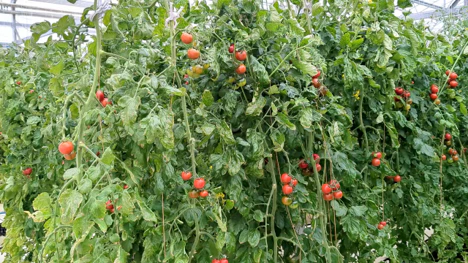 HARVEST: AIモデルによる包括的な農作業検証および早期予測システム