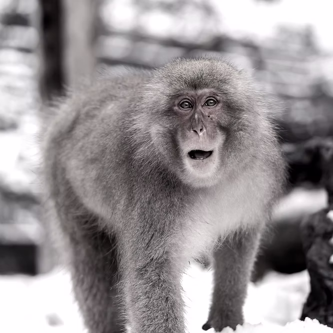 野生サル