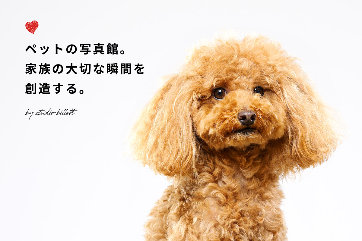 【西新宿・初台】スタジオビレットのペット撮影プラン