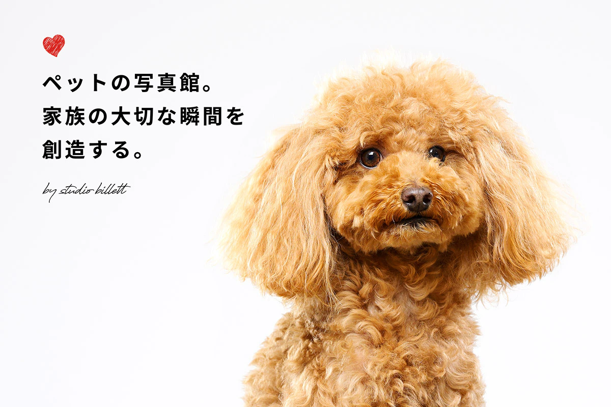 【西新宿・初台】スタジオビレットのペット撮影プラン