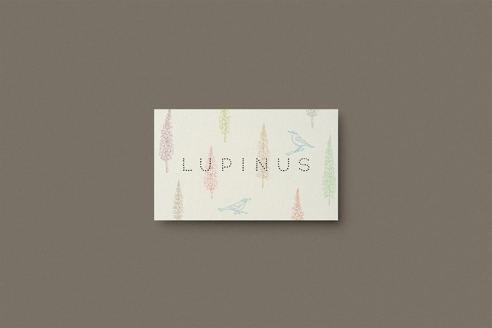 Lupinus
