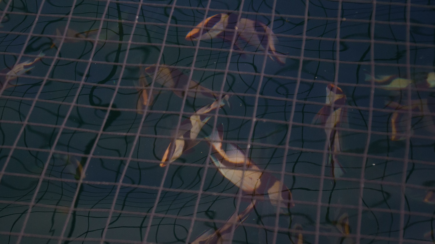 康秀が養殖している幼魚期の千年鯛