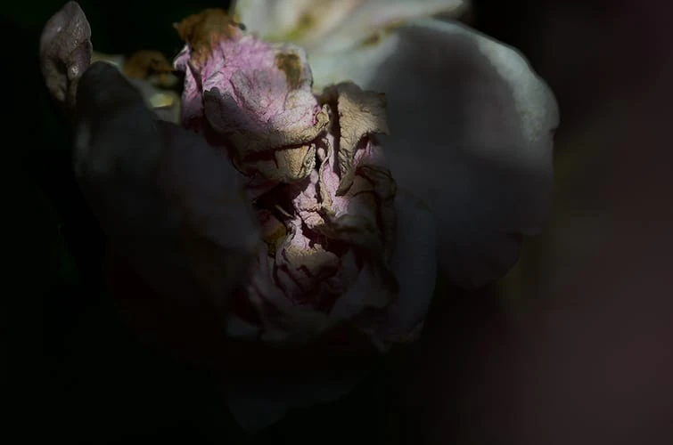 DZU STUDIO「写真教室「今日は一日写真三昧」in 久留米 vol.2」 ／ 2012 年・講師として指導した授業の作品