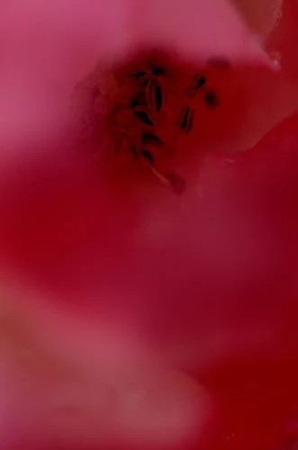 DZU STUDIO「写真教室「今日は一日写真三昧」in 久留米 vol.1」 ／ 2012 年・講師として指導した授業の作品