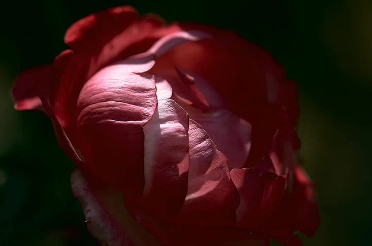 DZU STUDIO「写真教室「今日は一日写真三昧」in 久留米 vol.2」 ／ 2012 年・講師として指導した授業の作品