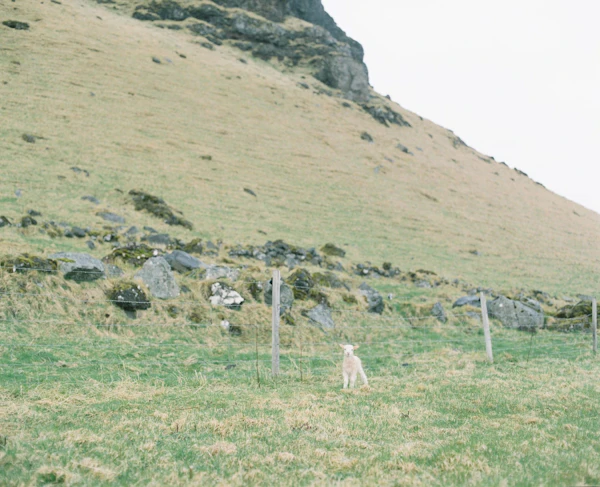 Iceland - photo 20