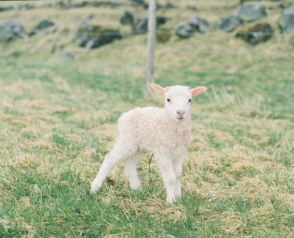 Iceland - photo 19