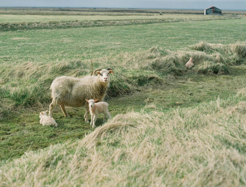 Iceland