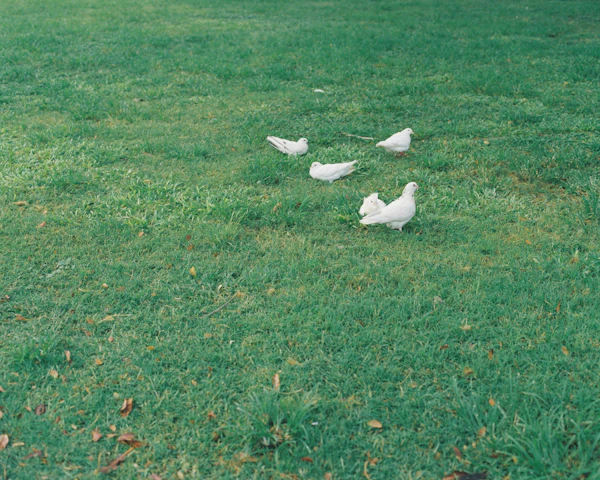 Hawai - photo 11