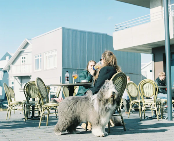 Iceland - photo 6