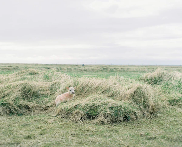 Iceland - photo 8