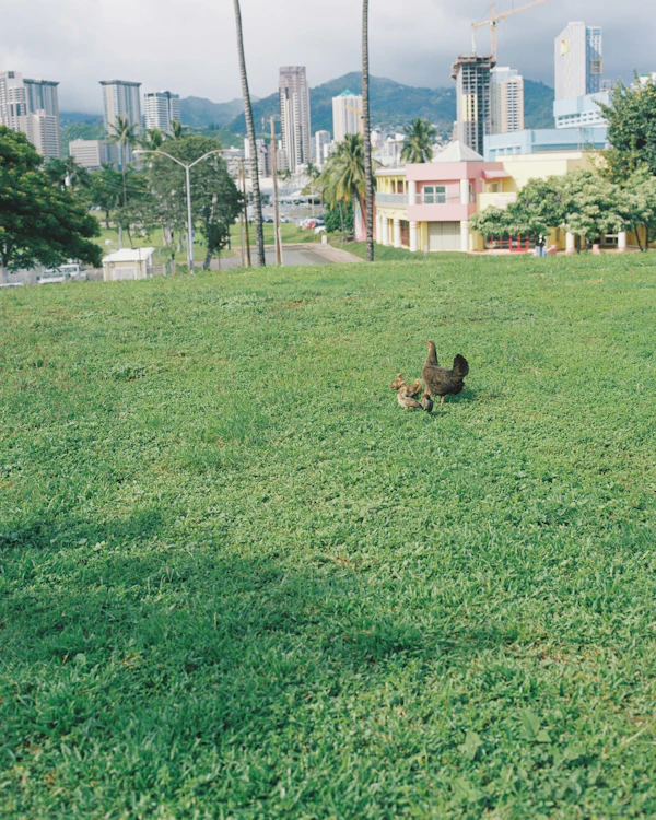 Hawai - photo 13