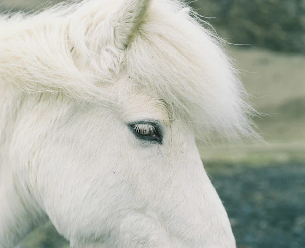 Iceland - photo 7