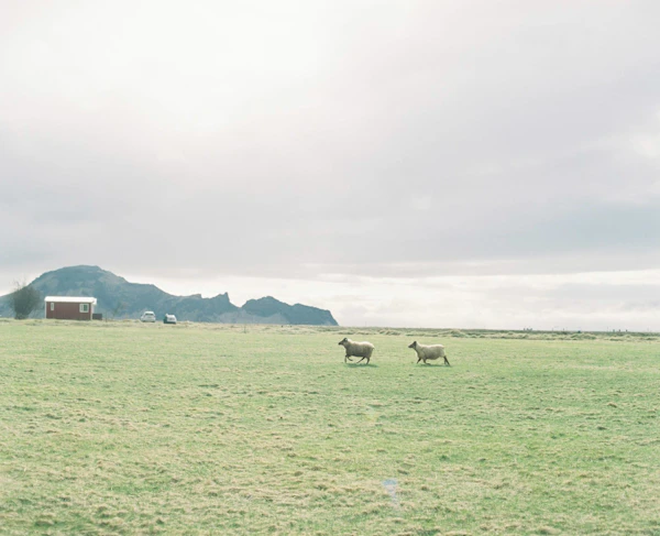 Iceland - photo 21