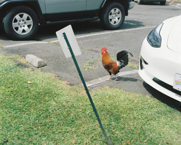 Hawai - photo 14