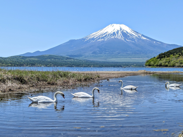 白鳥と富士山