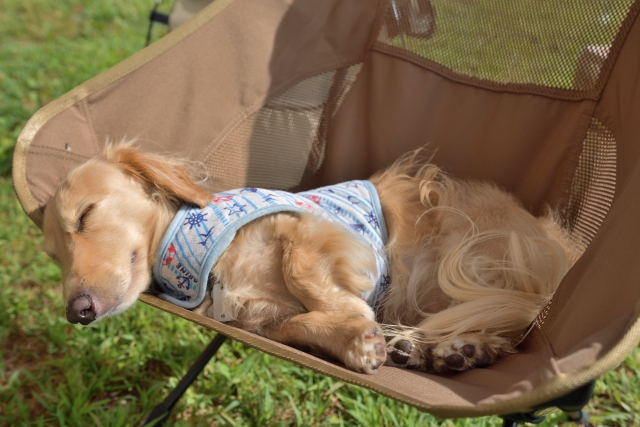 キャンプチェアで寝る犬