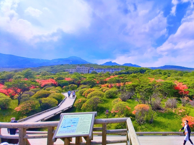 那須高原　八幡つつじ群落