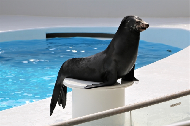 水族館のアシカ