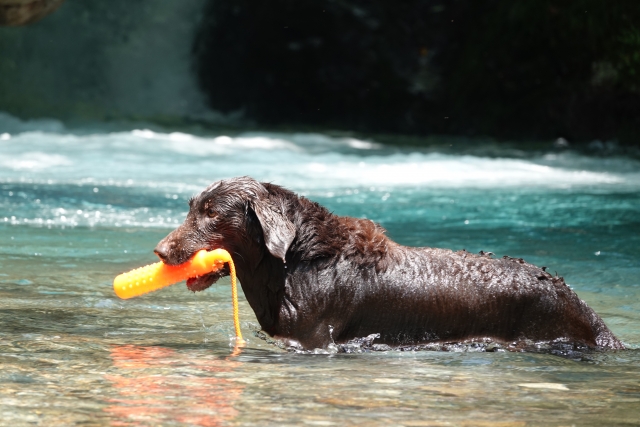 川遊びする犬