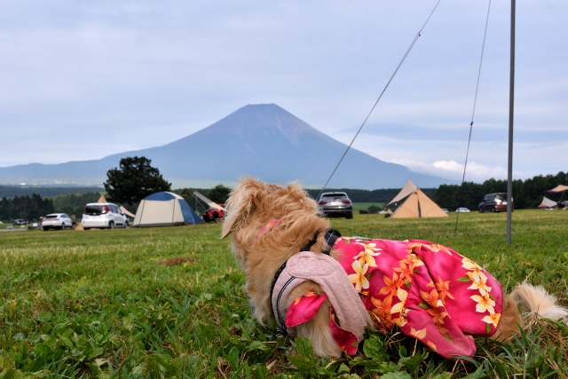 キャンプ場の犬と富士山