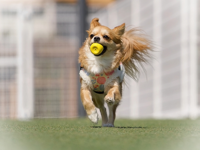 おもちゃを咥えて走る犬
